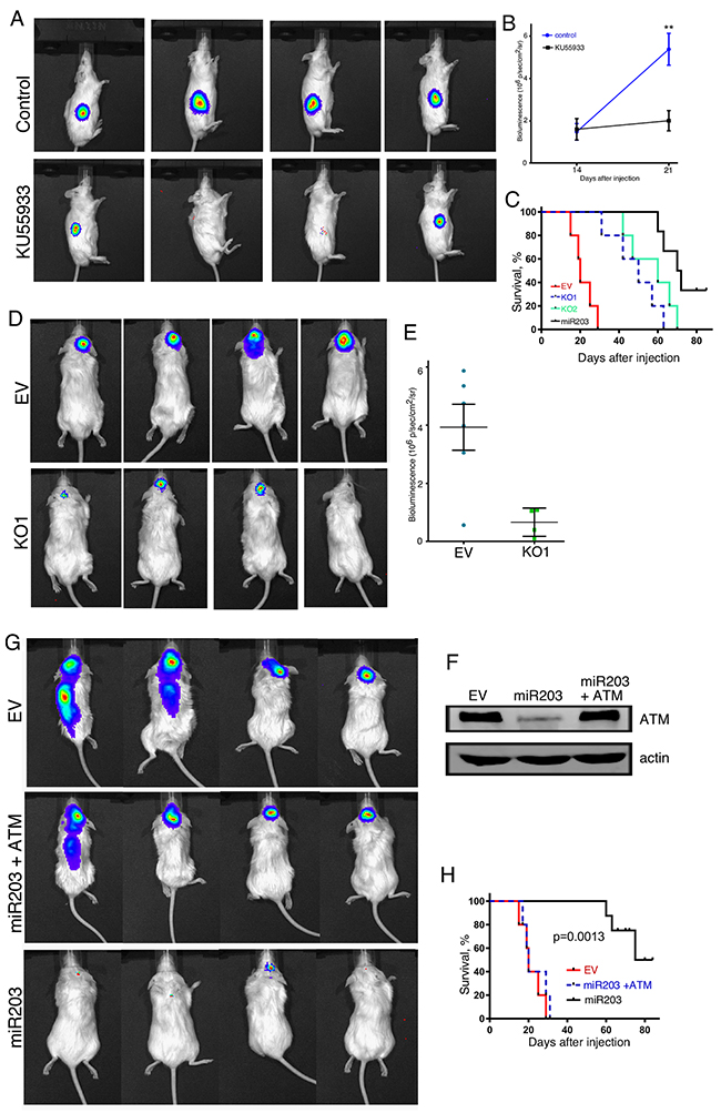 The effects of ATM-KO and KU55933 treatment on tumor formation by GBM cell lines.