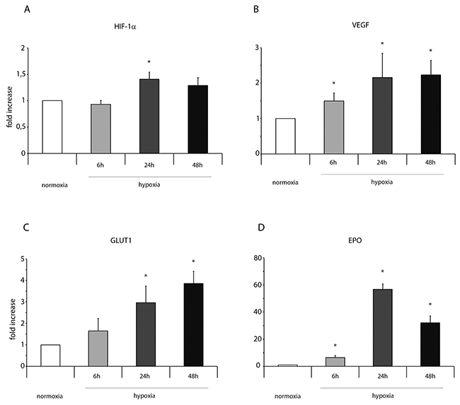 Hypoxia enhances mRNA expression of HIF-1 &#x03B1; and its target genes in ckit+CSCs.