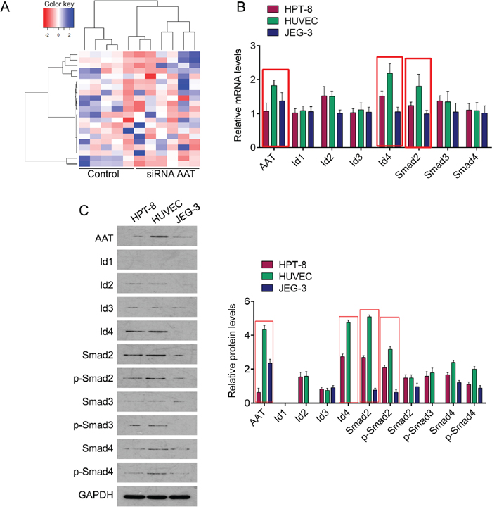 The expression profile of AAT knockdown related genes.