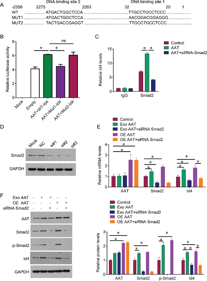 AAT enhances Id4 expression through activating Smad2.