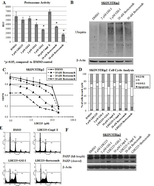 Proteasome inhibition reverses LDE225 resistance in SKOV3TRip2 cells.