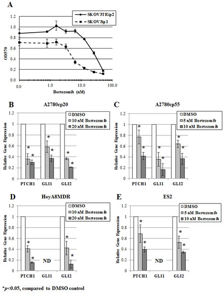 Bortezomib decreases hedgehog transcriptional activity in ovarian cancer cell lines in a dose-dependent manner.