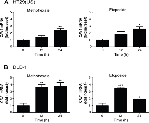 Methotrexate and Etoposide induce an increase in CAV1 mRNA levels in colon cancer cell lines.