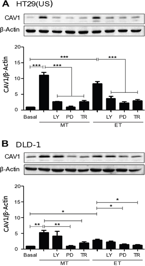 Effects of either PI3K or MEK inhibition as well as the antioxidant Trolox on the up-regulation of CAV1 induced by Methotrexate and Etoposide.