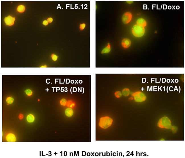 Morphology of FL5.12, FL/Doxo, FL/Doxo + TP53 (DN) and FL/Doxo + MEK1 (CA) cells after staining with acridine orange and ethidium bromide.