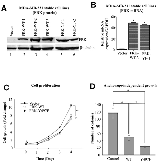 Effect of FRK expression on cell proliferation and anchorage-independent growth.