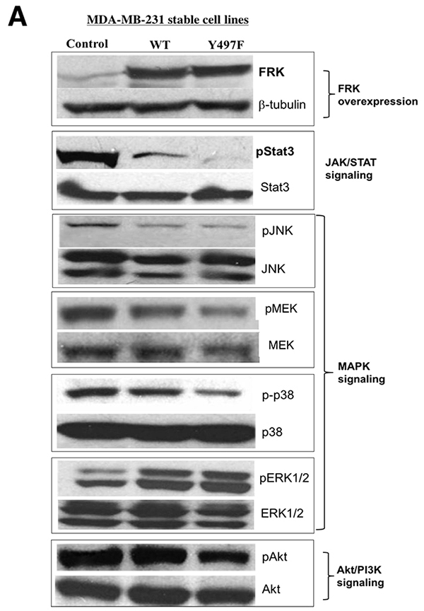 FRK-mediated regulation of signaling proteins in MDA-MB-231 cells.