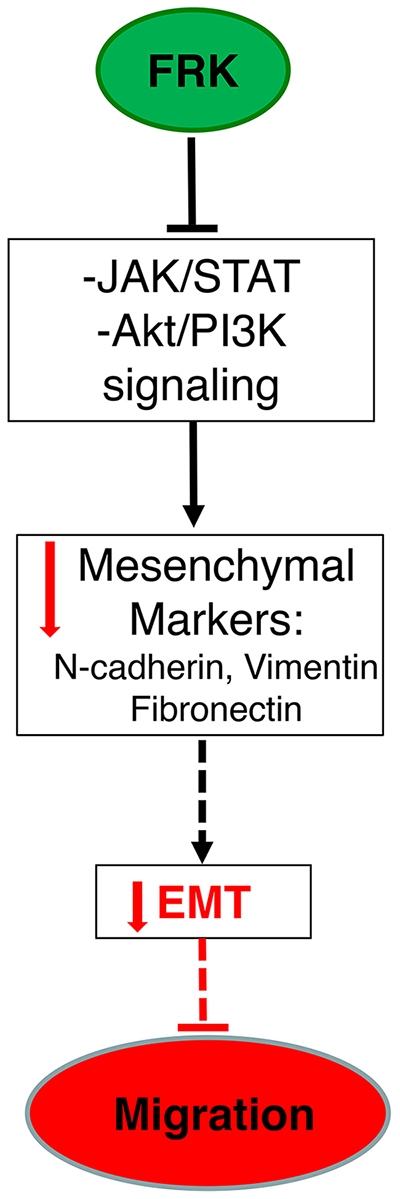 The summarized schematic depiction of the various potential mechanisms of FRK-mediated suppression of EMT in breast cancer cells.