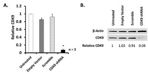 ShRNA-mediated CDK9 knockdown in A2780 cells.