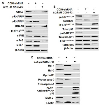 Mechanism of action of CDKI-73 in A2780 cells compared to shRNA-mediated CDK9KD in A2780 cells.