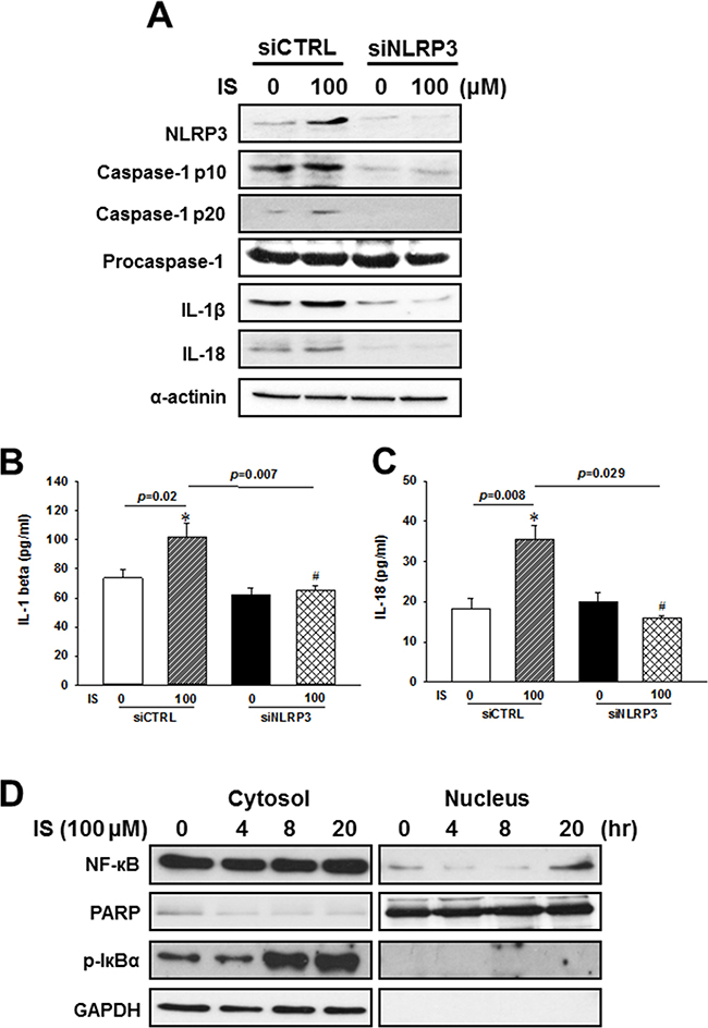 NLRP3 knockdown effects on the regulation of inflammasome-related protein expression in the indoxyl sulfate (IS)-treated H9c2 cells.