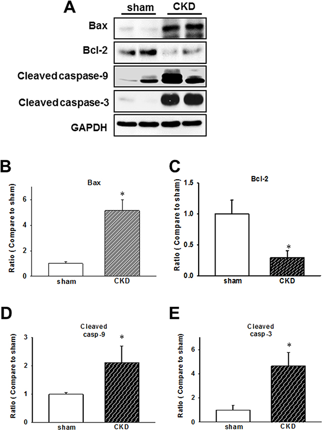 Chronic kidney disease (CKD) effects on the expression of early apoptotic proteins in mouse cardiac tissues.