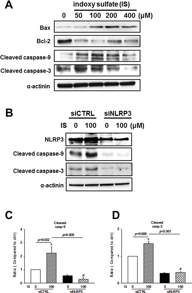 NLRP3 knockdown effects on the apoptosis-related protein expression in indoxyl sulfate (IS)-treated H9c2 cells.