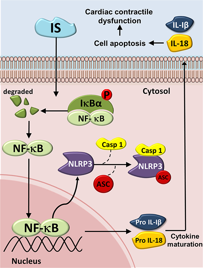 Schematic diagram of molecules mediating indoxyl sulfate (IS) effects on inflammasome in UCM.