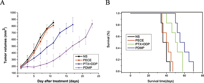 PDMP inhibited tumor growth in a subcutaneous HeLa model.