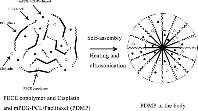 Schematic diagram of the PDMP hydrogel complex.