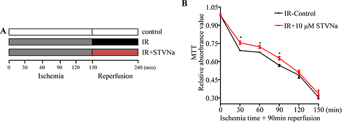 Effect of IR on H9c2 cell viability and the protective effect of STVNa in different ischemia conditions.