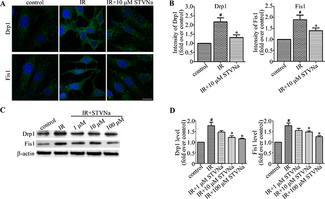 STVNa inhibited mitochondrial fission proteins Drp1 and Fis1.