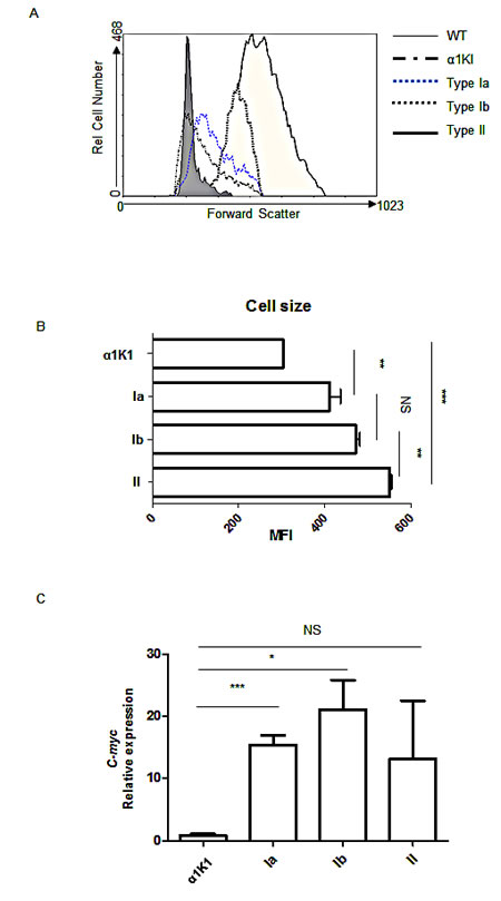 Tumor cell variations according to size and c-myc expression: (A) Total cells from &#x3b1;1KI