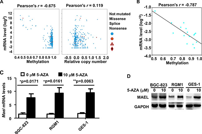 Expression of MAEL gene is regulated by promoter methylation in gastric cancer.