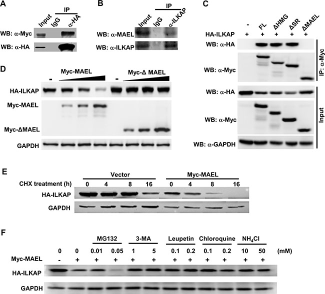 MAEL protein interacts with ILKAP protein and promotes its lysosomal-dependent degradation.