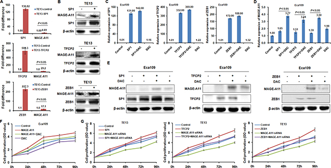 TFCP2 and ZEB1 regulate MAGE-A11 transcription in a methylation-dependent manner in ESCC cells.