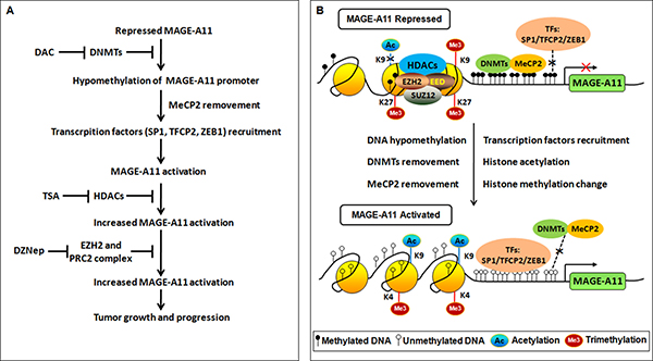 Regulation of MAGE-A11 gene in ESCC.