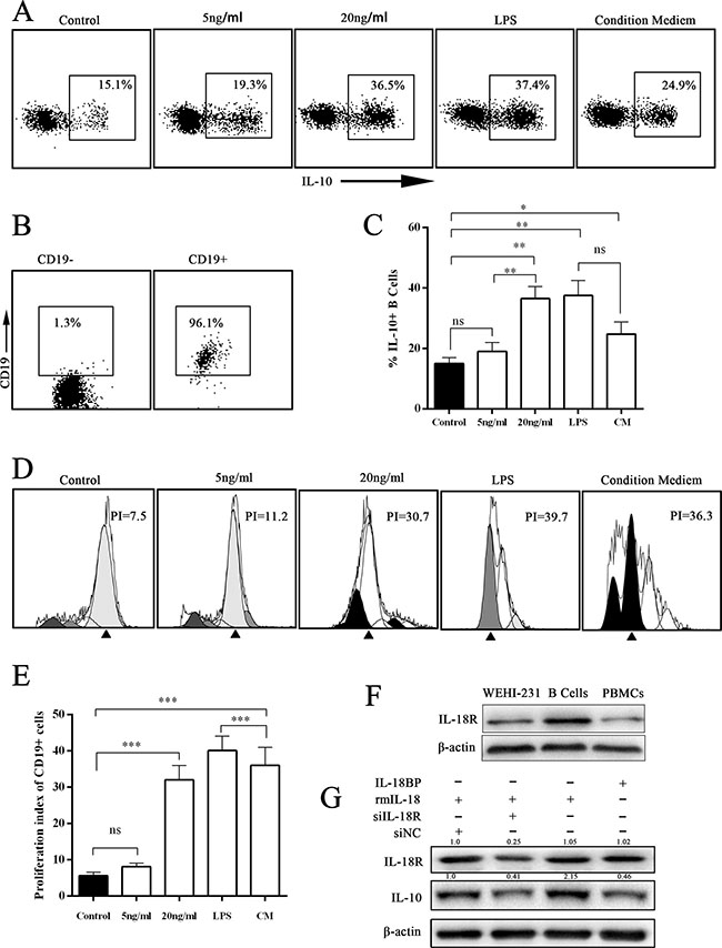IL-18/IL-18R signal pathway induced IL-10 expression in B cells.
