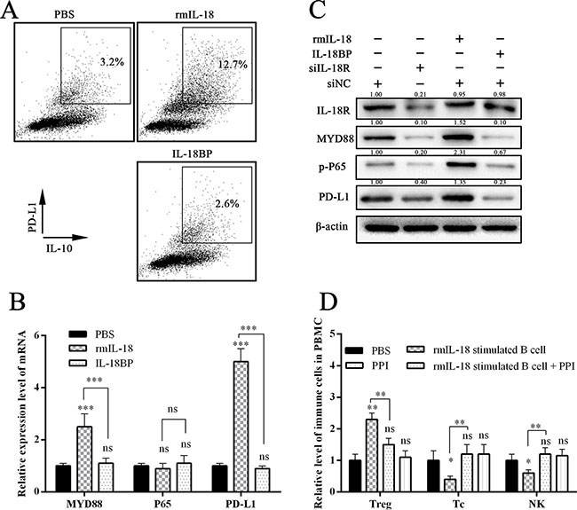 IL-18 promoted PD-1 expression in B cells.