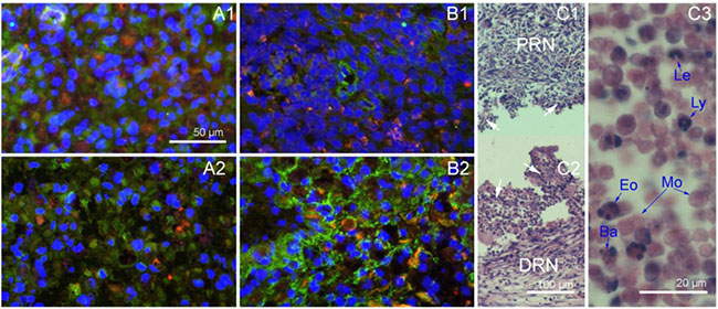 Nerve grafts cross sections obtained in the first two weeks after implantation.