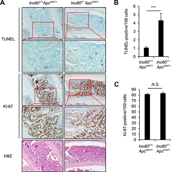Ino80 haploinsufficiency increases apoptosis in intestinal tumor cells in Apcmin/+ mice.