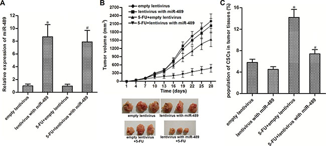 Overexpression of miR-489 enhanced the anti-tumor effect of 5-FU in vivo.