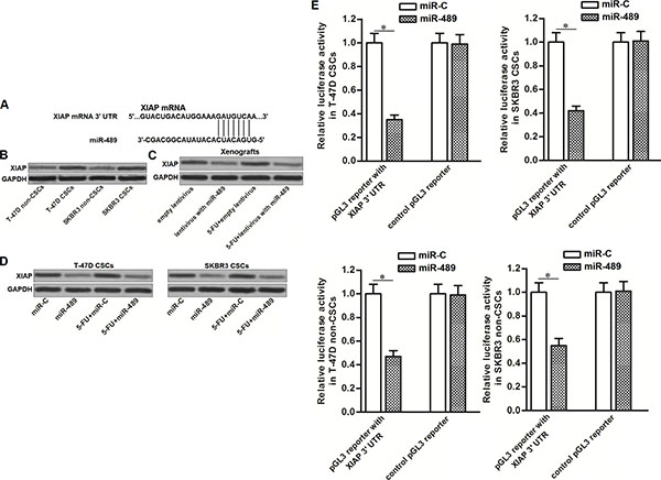 MiR-489 targeted XIAP in BCSCs.