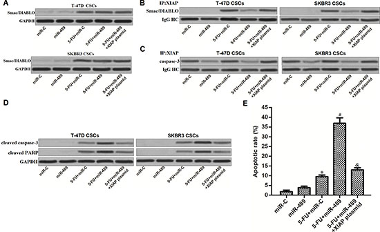 MiR-489 suppressed the function of XIAP to promote 5-FU-induced apoptosis in BCSCs.