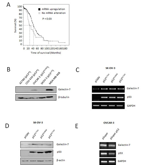 Gal-7 expression in EOC cells is associated to poor overall survival and is controlled by mutant forms of p53.