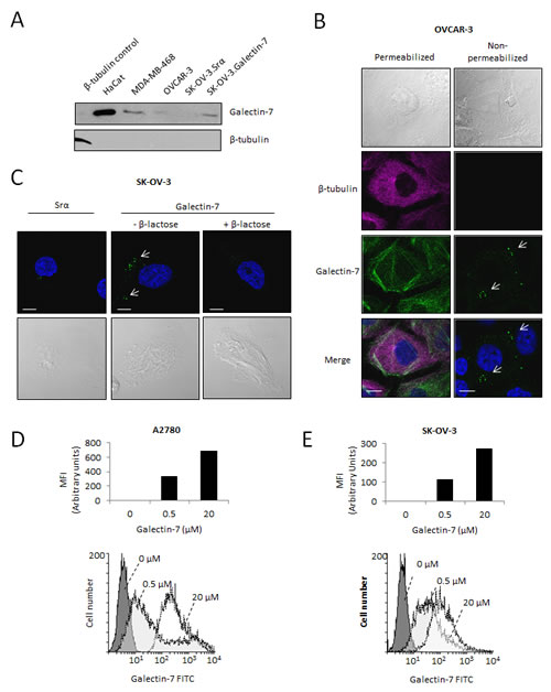 Release of gal-7 by ovarian cancer cell lines.