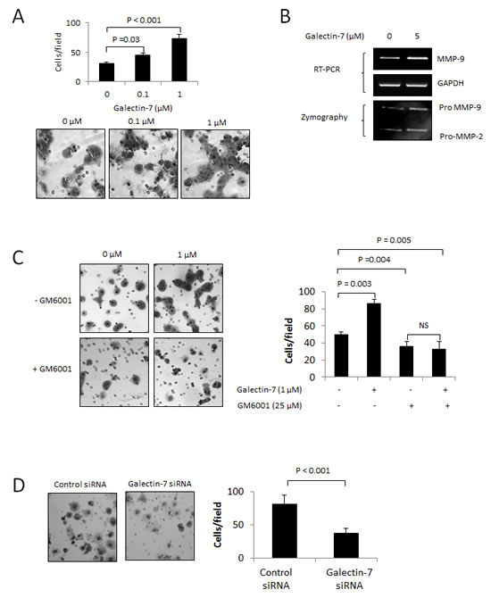 Gal-7 increases the invasive behavior of ovarian cancer cells.