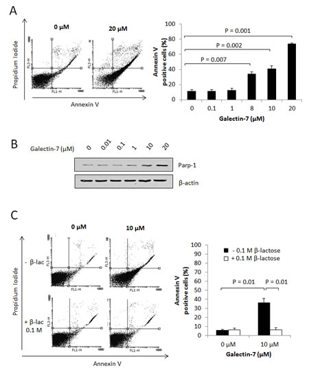 Gal-7 induces apoptosis of T cells.