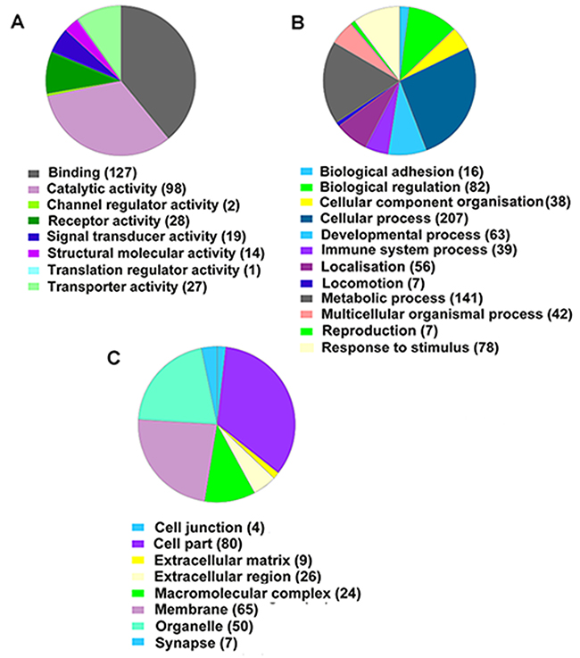 PANTHER classification analysis of differentially expressed genes between I/R and Orexin-A groups.