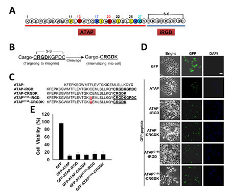 ATAP-iRGD fusion peptides maintain pro-apoptotic function.