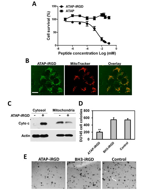 ATAP-iRGD targets mitochondria to cause apoptotic effects on tumor cells.