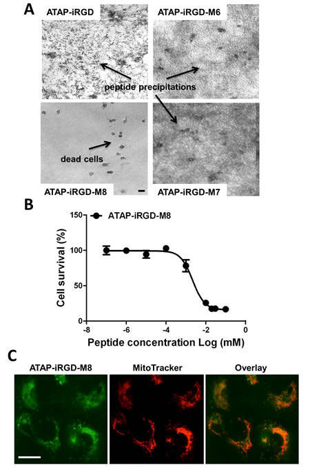 ATAP-iRGD-M8 displays more favorable property than ATAP-iRGD for treatment of prostate cancer cells.