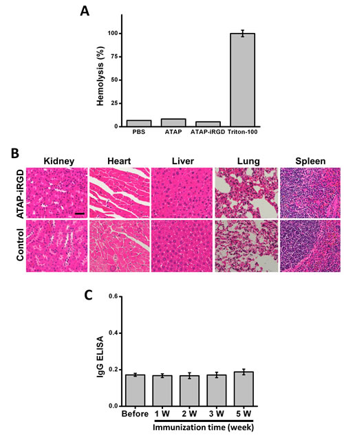 ATAP-iRGD has low immunogenicity in mouse model with minimum effect on hemolysis.