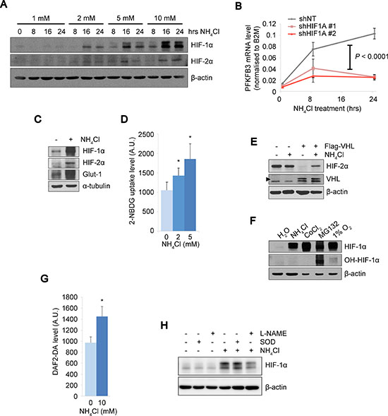 The PHD-HIF axis up-regulates glycolysis under ammonia stress.