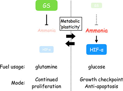 Scheme depicting the flexible stress response against ammonia that is driven by GS and the activation of HIF-1&#x03B1; and relevant for metabolic plasticity.