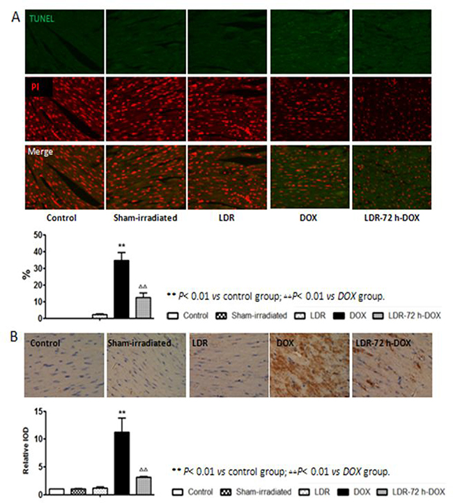 Effect of LDR on DOX-induced myocardial apoptosis.