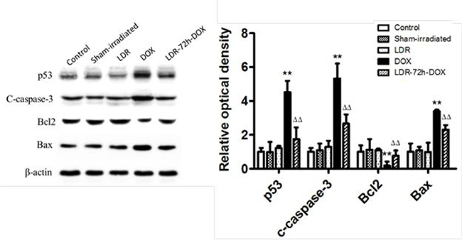 Western blots for the effect of LDR on DOX-induced p53 and mitochondrial apoptotic signaling.