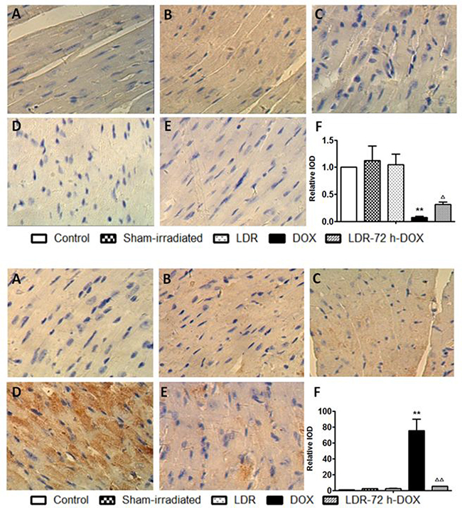 Effect of LDR on DOX-induced mitochondria-dependent apoptotic pathway.