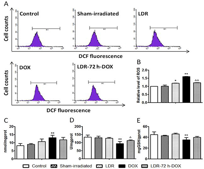 Effect of LDR on DOX-induced oxidative stress.