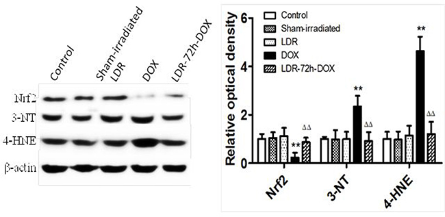 Effect of LDR on DOX-induced oxidative stress associated proteins.